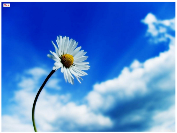 Pinterest Master Pin It Hover Wordpress Photo Button